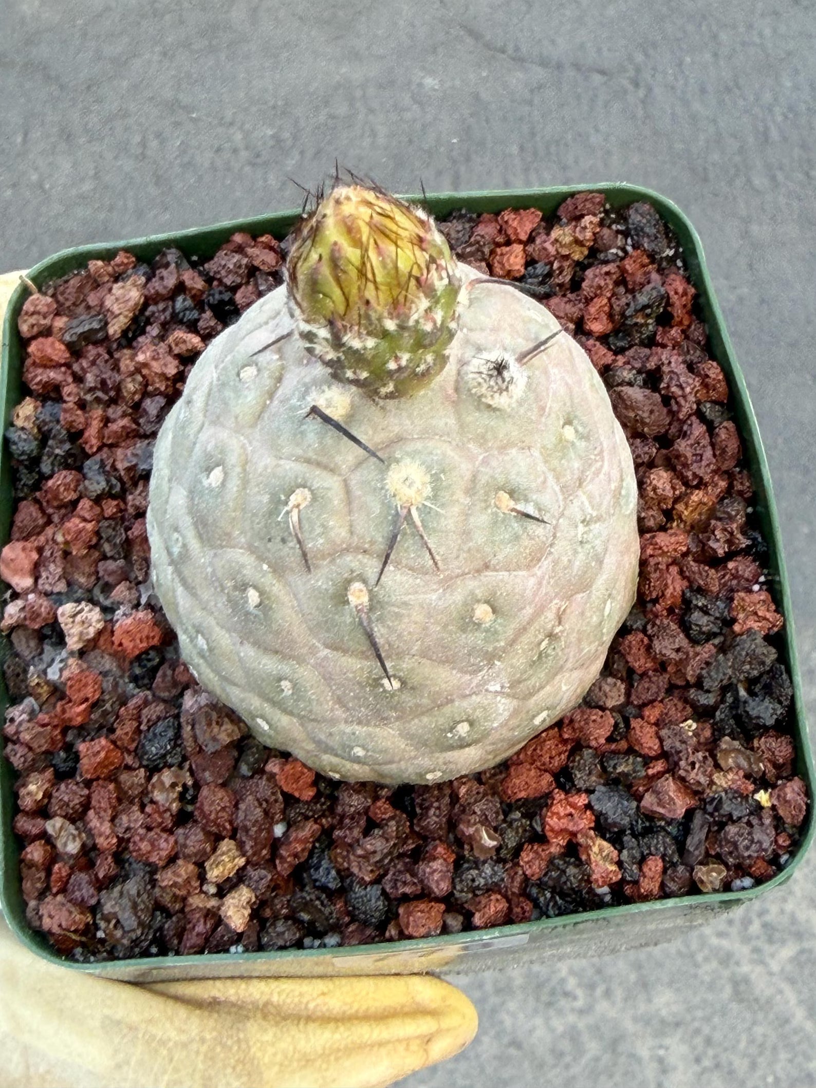 Tephrocactus Geometricus Cluster #197| Rare Live Cactus