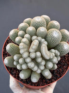 Mammillaria Perbella Monster Crested Cluster | Rare Live Cactus #870