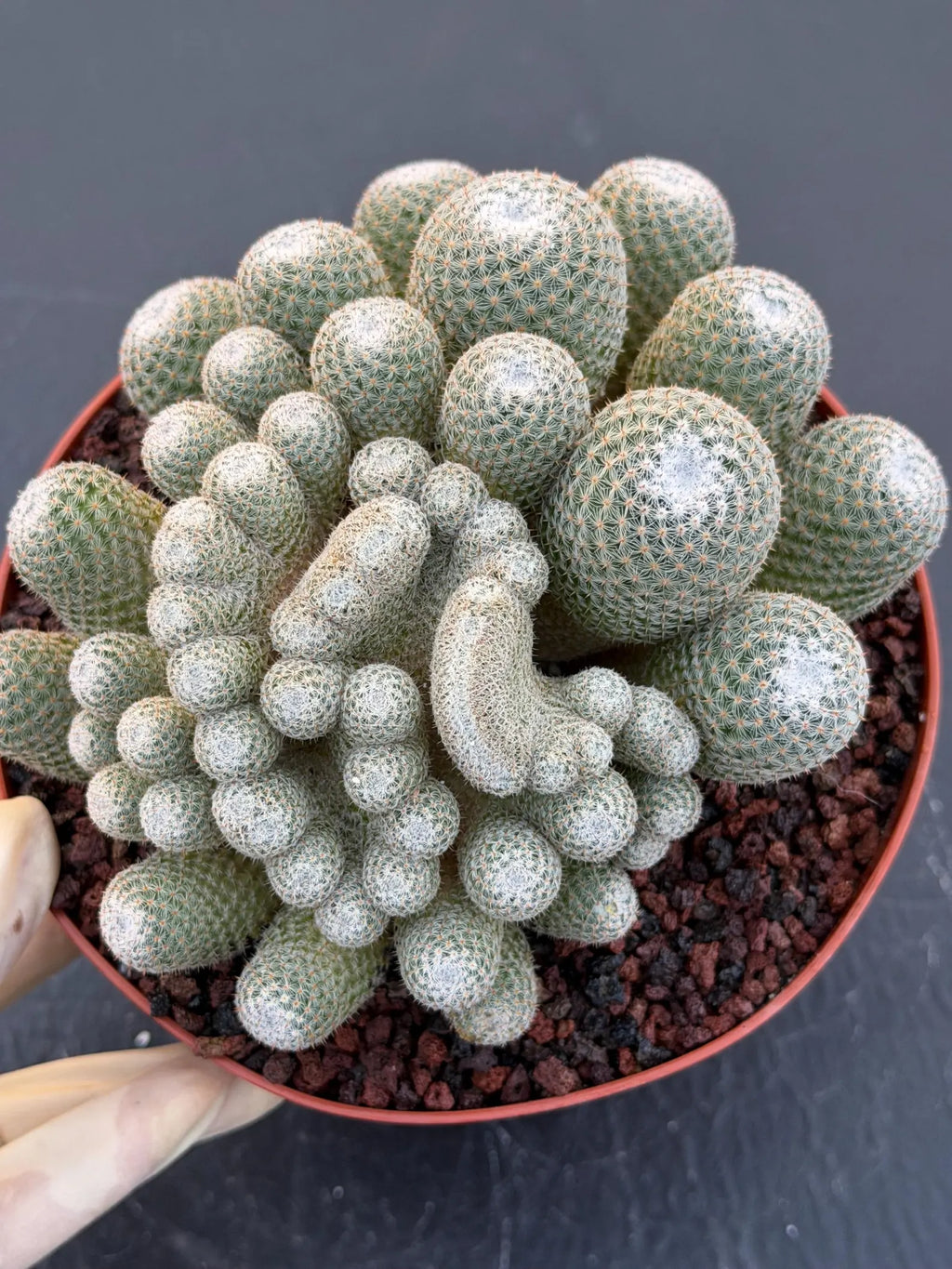 Mammillaria Perbella Monster Crested Cluster | Rare Live Cactus #870