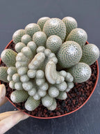 Mammillaria Perbella Monster Crested Cluster | Rare Live Cactus #870