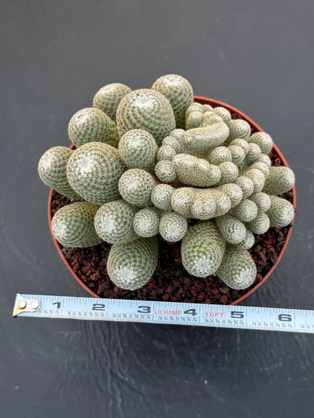 Mammillaria Perbella Monster Crested Cluster | Rare Live Cactus #870