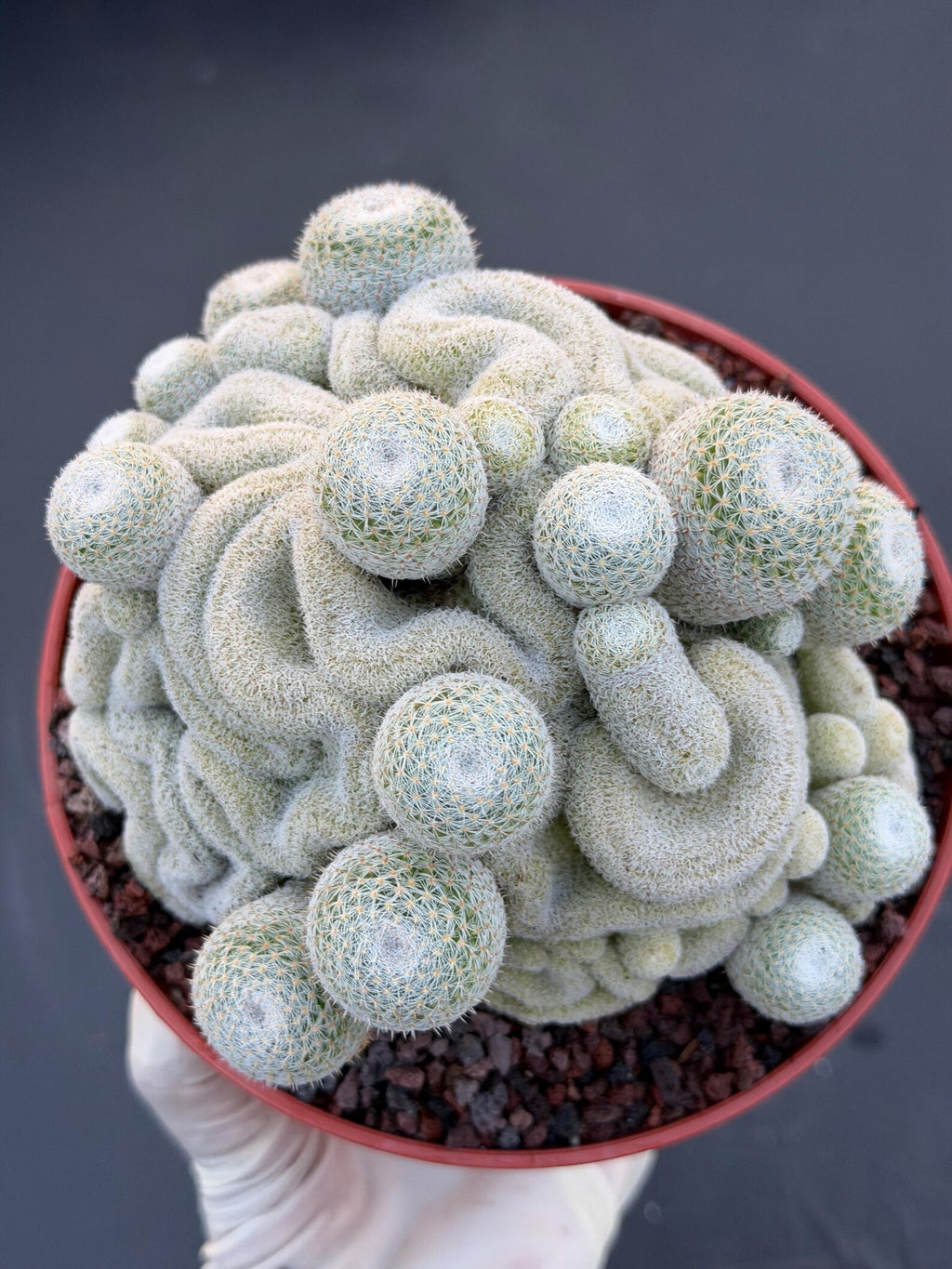 Mammillaria Perbella Crested Cluster #869 | Rare Live Cactus Specimen