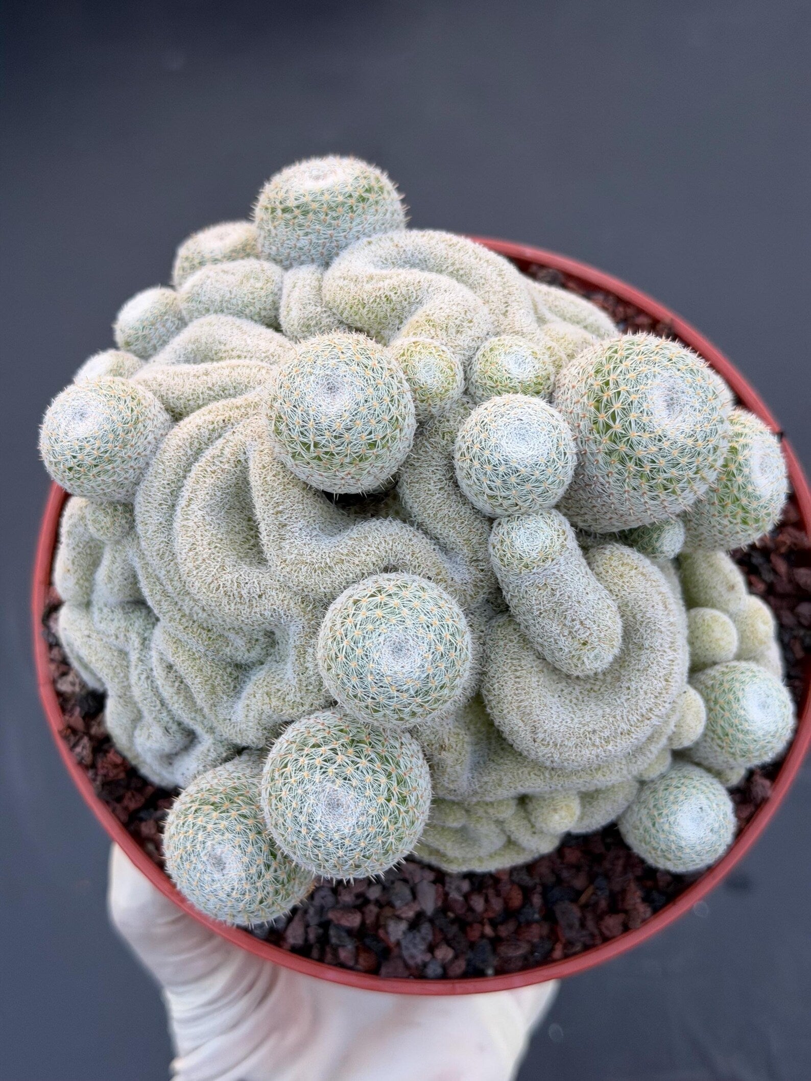 Mammillaria Perbella Crested Cluster #869 | Rare Live Cactus Specimen