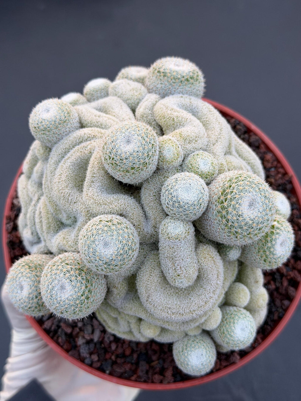 Mammillaria Perbella Crested Cluster #869 | Rare Live Cactus Specimen