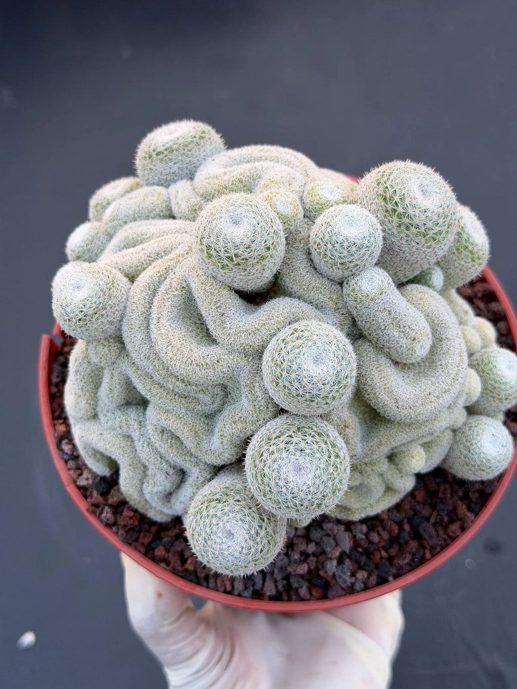 Mammillaria Perbella Crested Cluster #869 | Rare Live Cactus Specimen