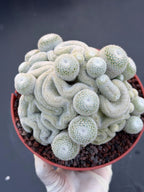 Mammillaria Perbella Crested Cluster #869 | Rare Live Cactus Specimen