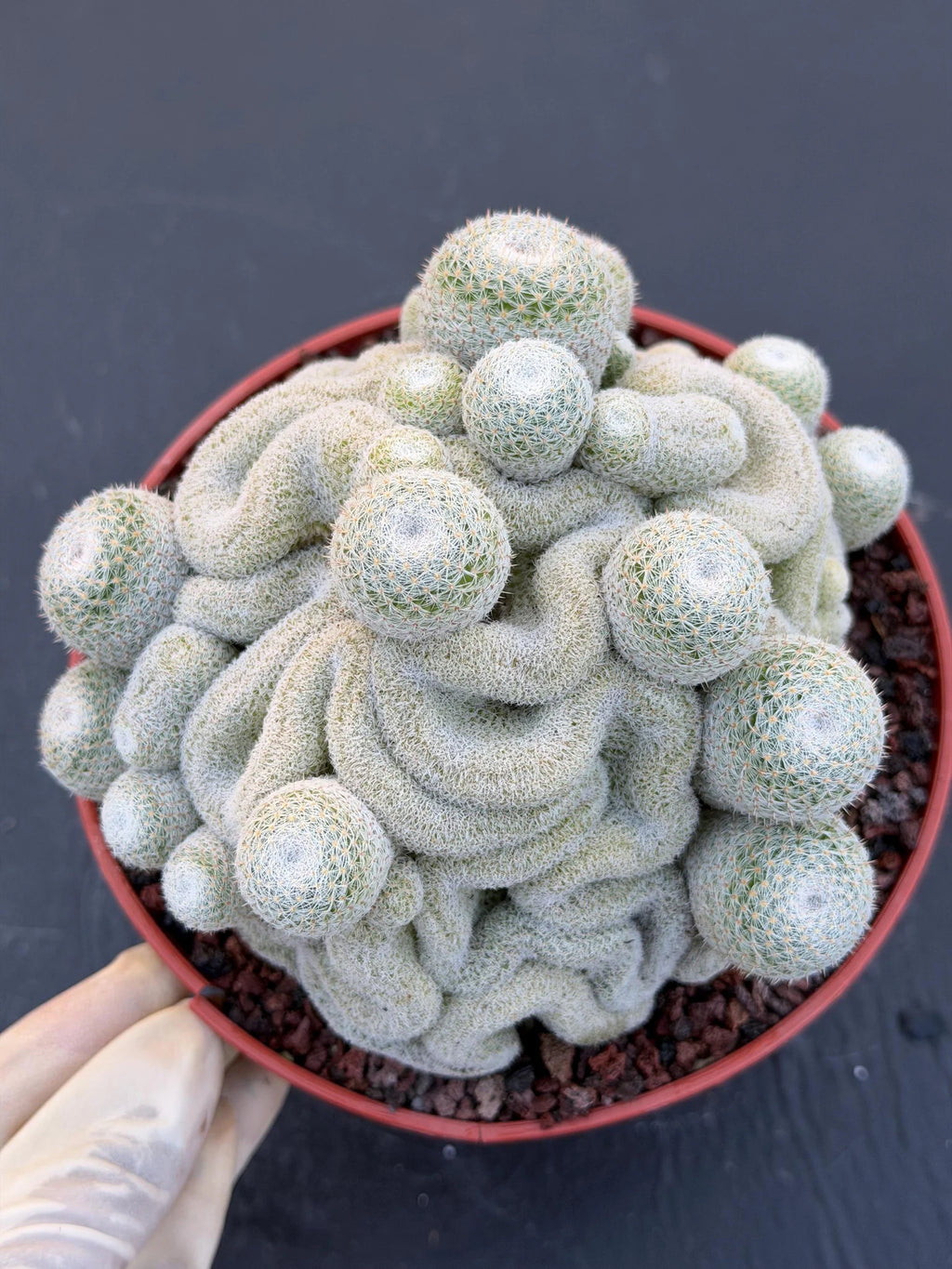 Mammillaria Perbella Crested Cluster #869 | Rare Live Cactus Specimen