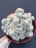 Mammillaria Perbella Crested Cluster #869 | Rare Live Cactus Specimen