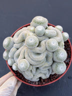 Mammillaria Perbella Crested Cluster #869 | Rare Live Cactus Specimen