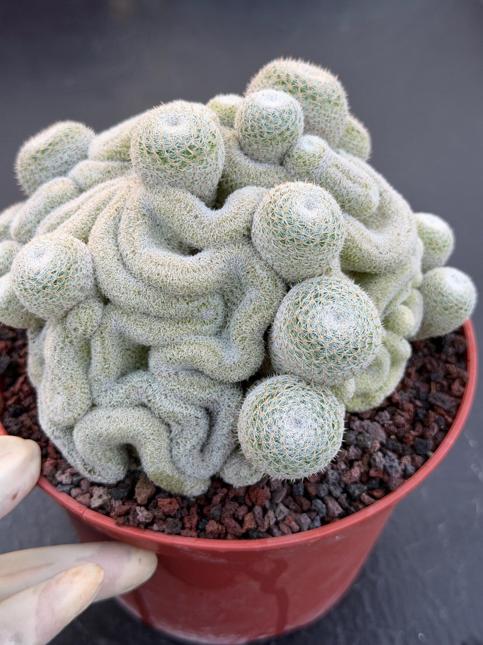 Mammillaria Perbella Crested Cluster #869 | Rare Live Cactus Specimen