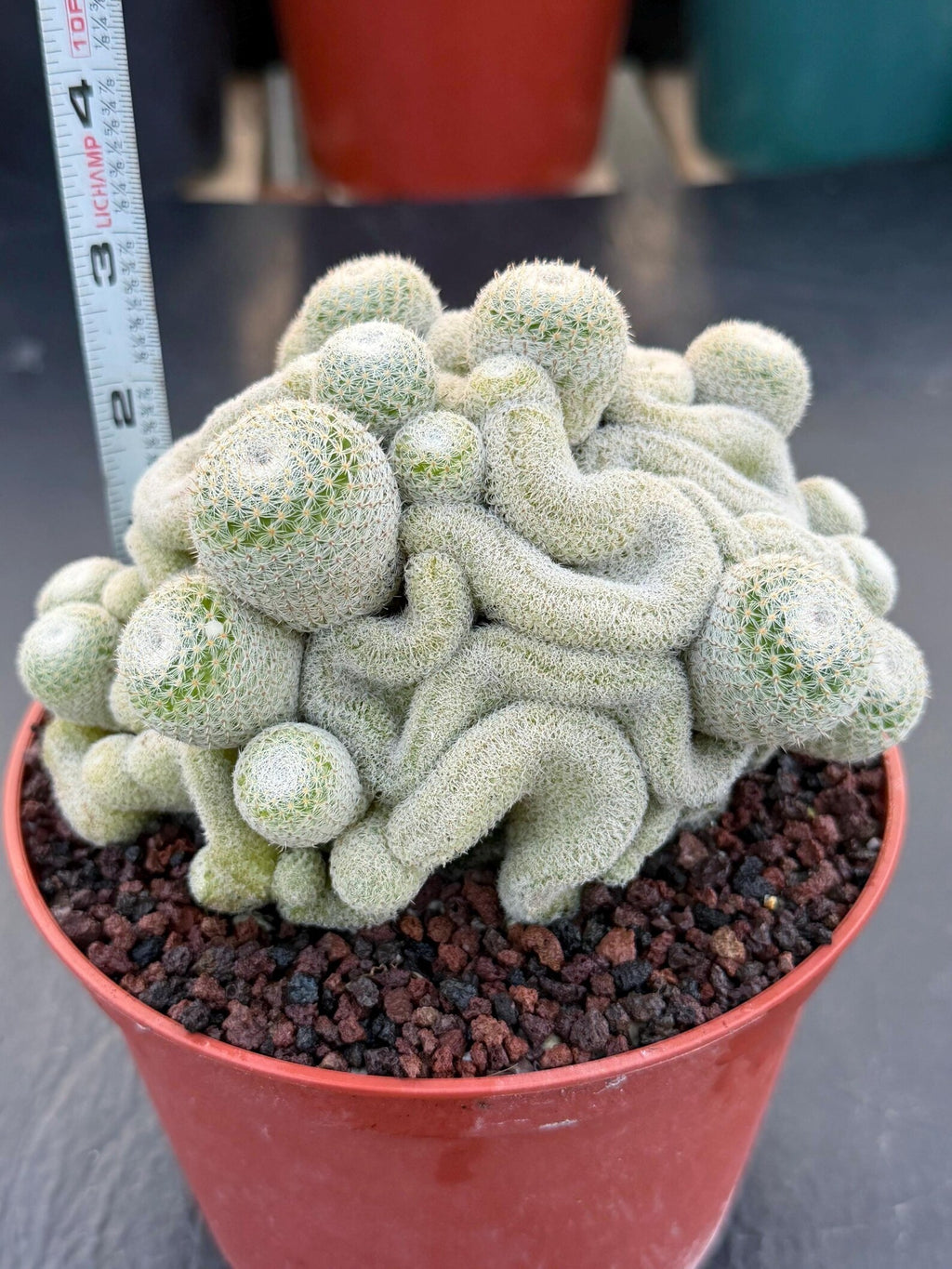 Mammillaria Perbella Crested Cluster #869 | Rare Live Cactus Specimen