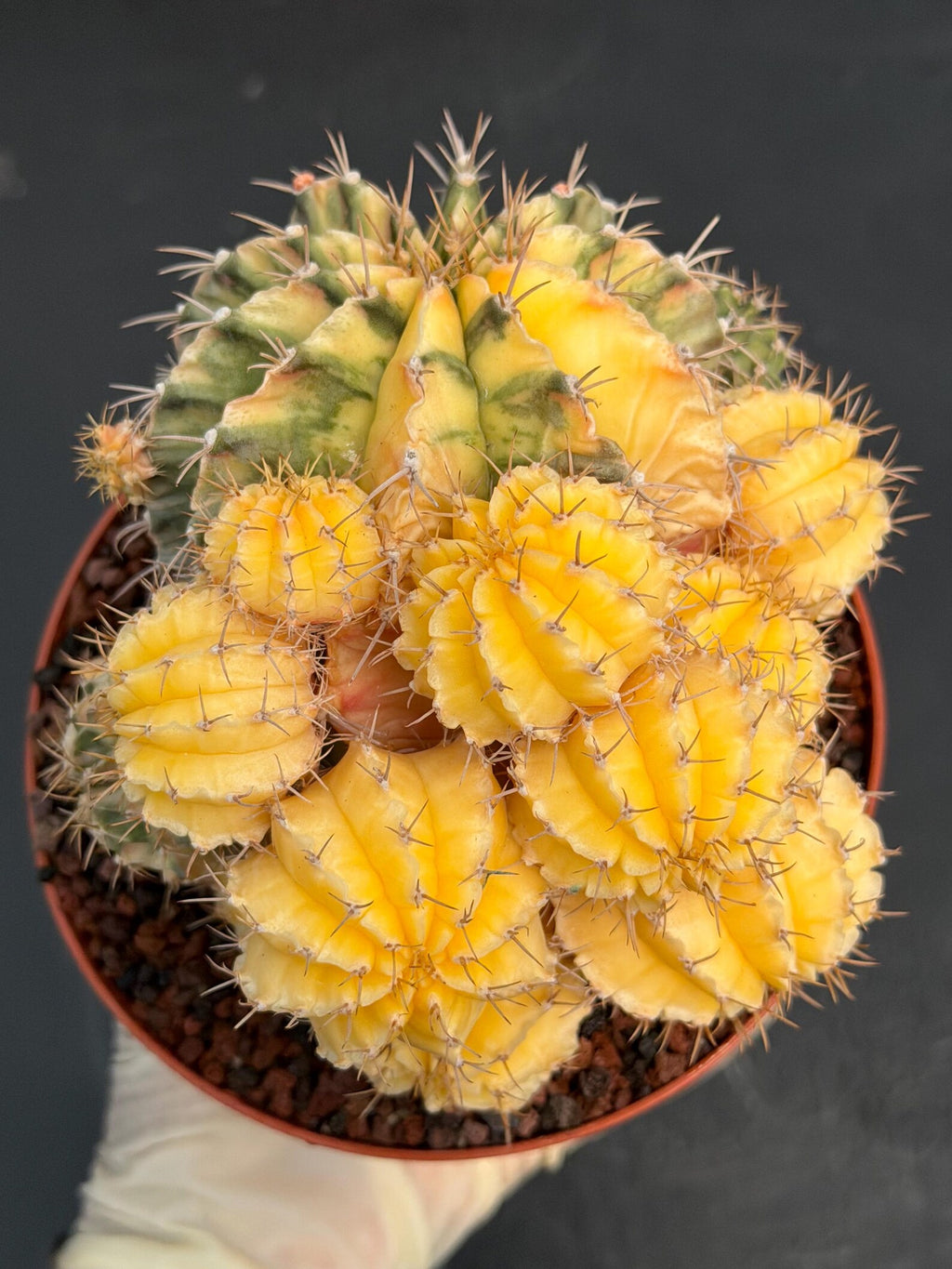 6" Variegated Gymnocalycium Cluster #852