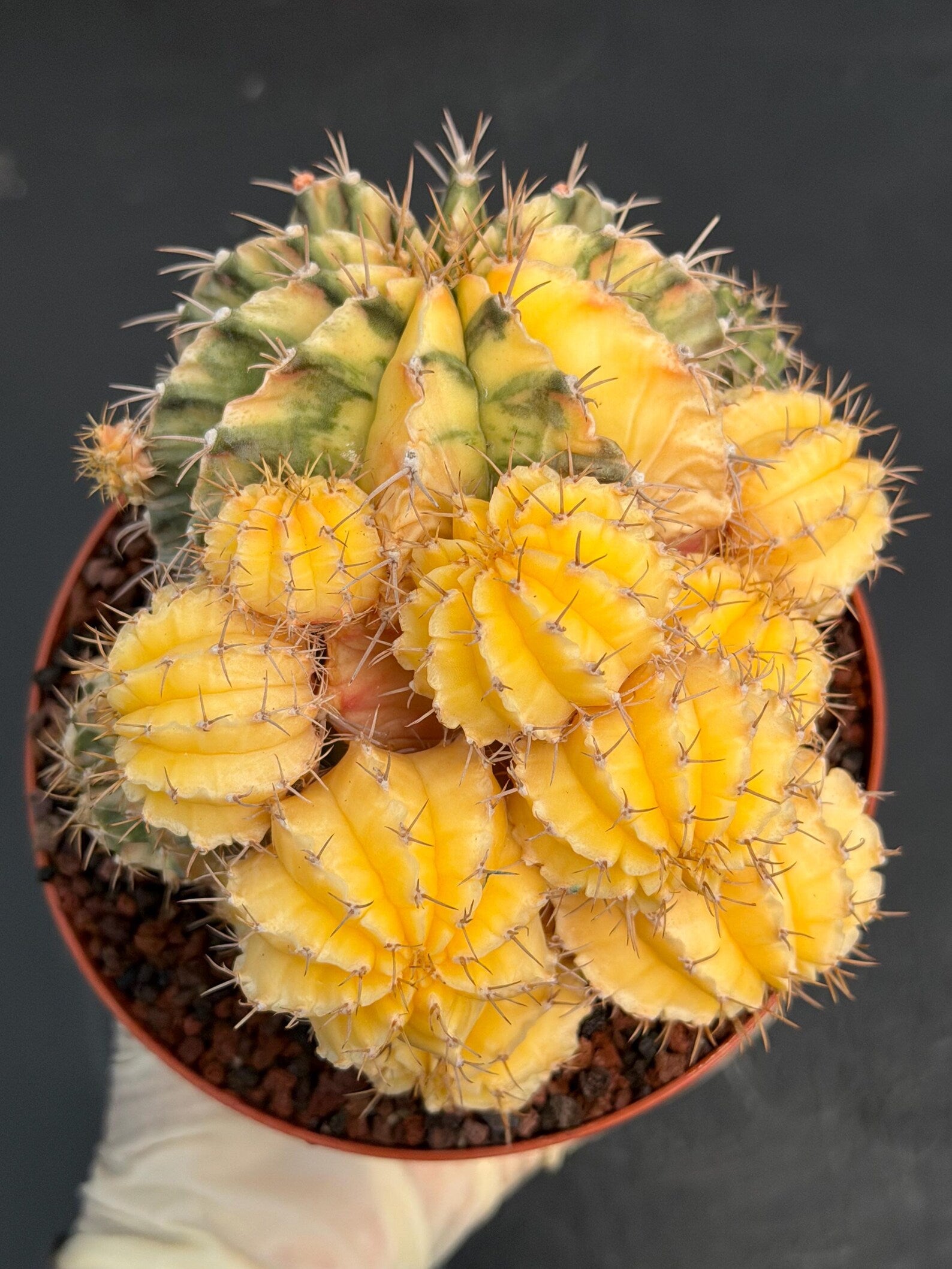 6" Variegated Gymnocalycium Cluster #852