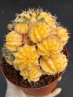 6" Variegated Gymnocalycium Cluster #852