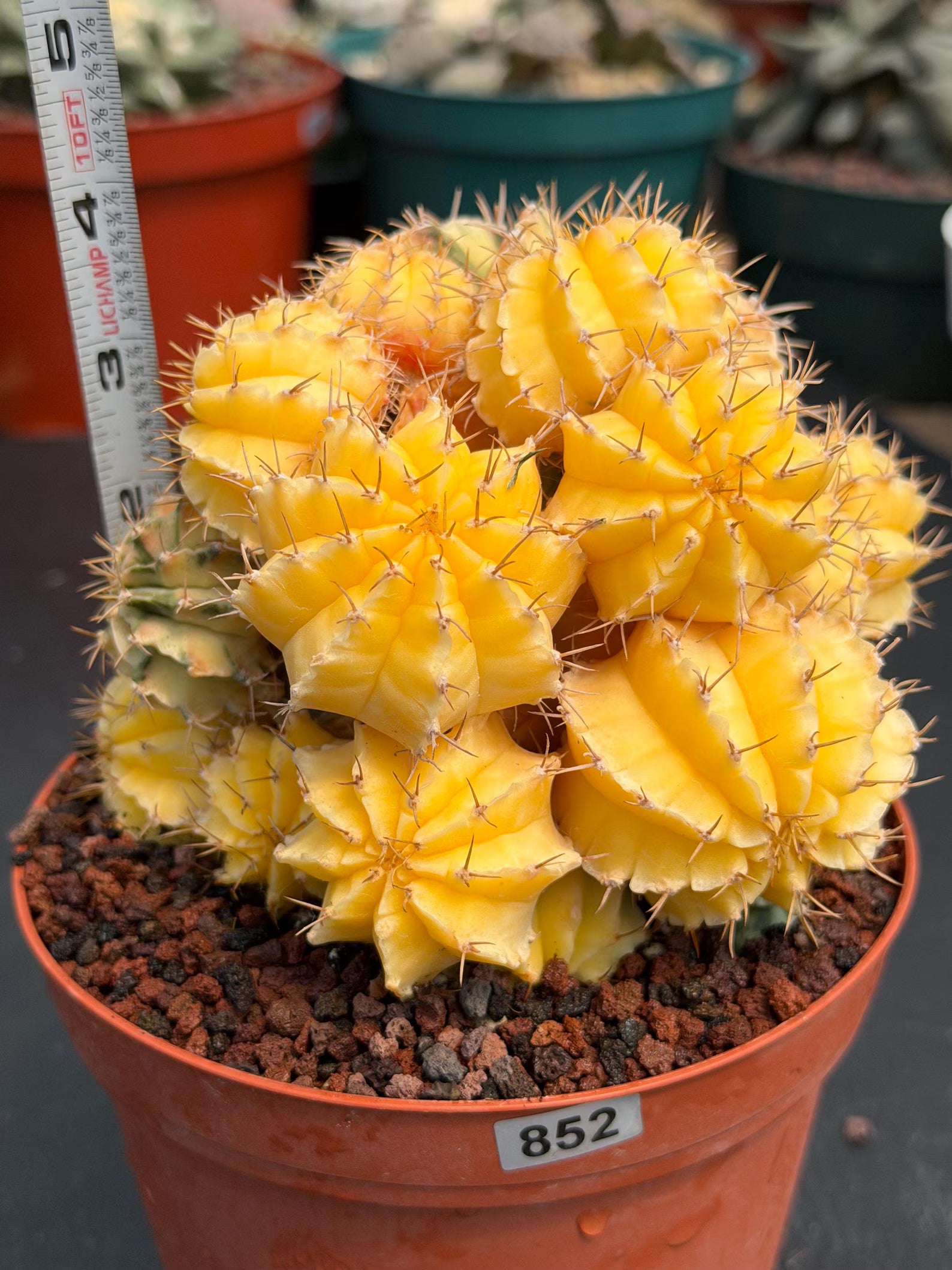 6" Variegated Gymnocalycium Cluster #852