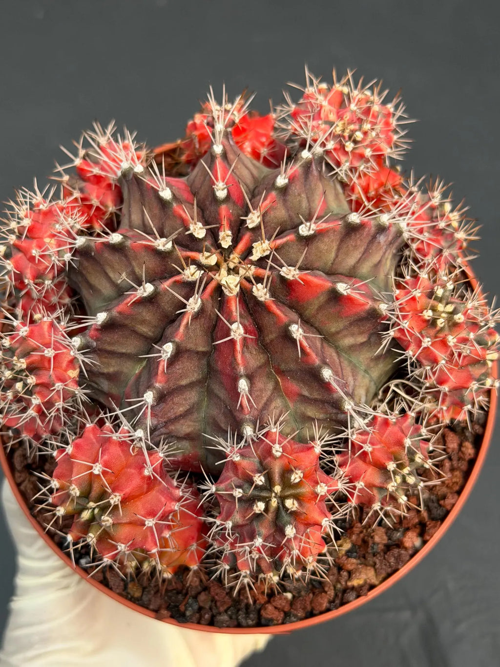 6” Variegated Gymnocalicium Cluster #847| Live Cactus | Live Plant