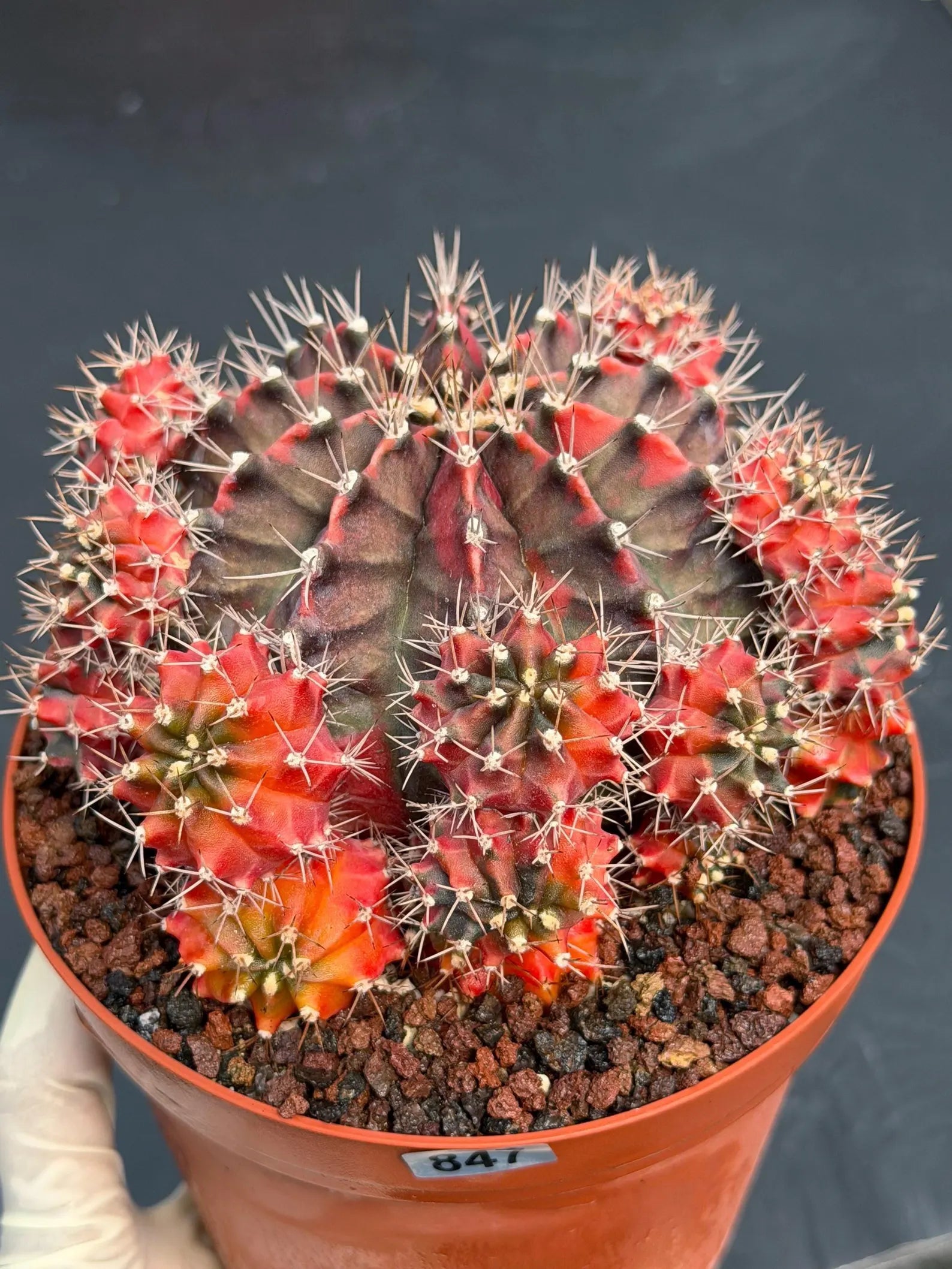 6” Variegated Gymnocalicium Cluster #847| Live Cactus | Live Plant