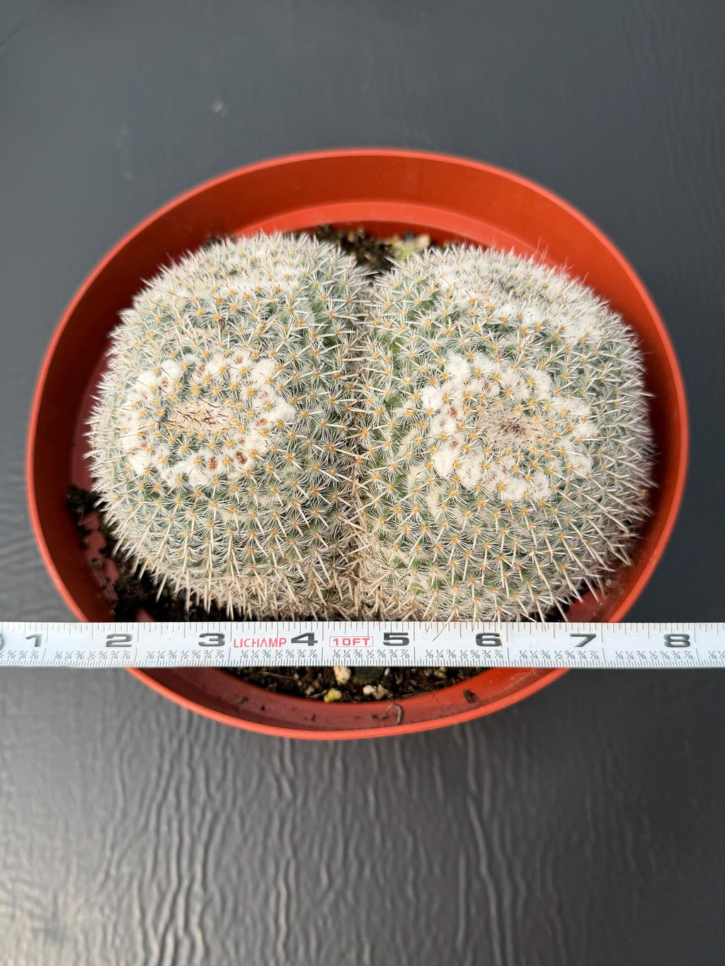 Large Mammillaria Owl Eyes Rare Live Cactus – Exact Specimen Plant #776