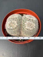Large Mammillaria Owl Eyes Rare Live Cactus – Exact Specimen Plant #776
