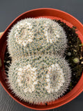 Large Mammillaria Owl Eyes Rare Live Cactus – Exact Specimen Plant #776