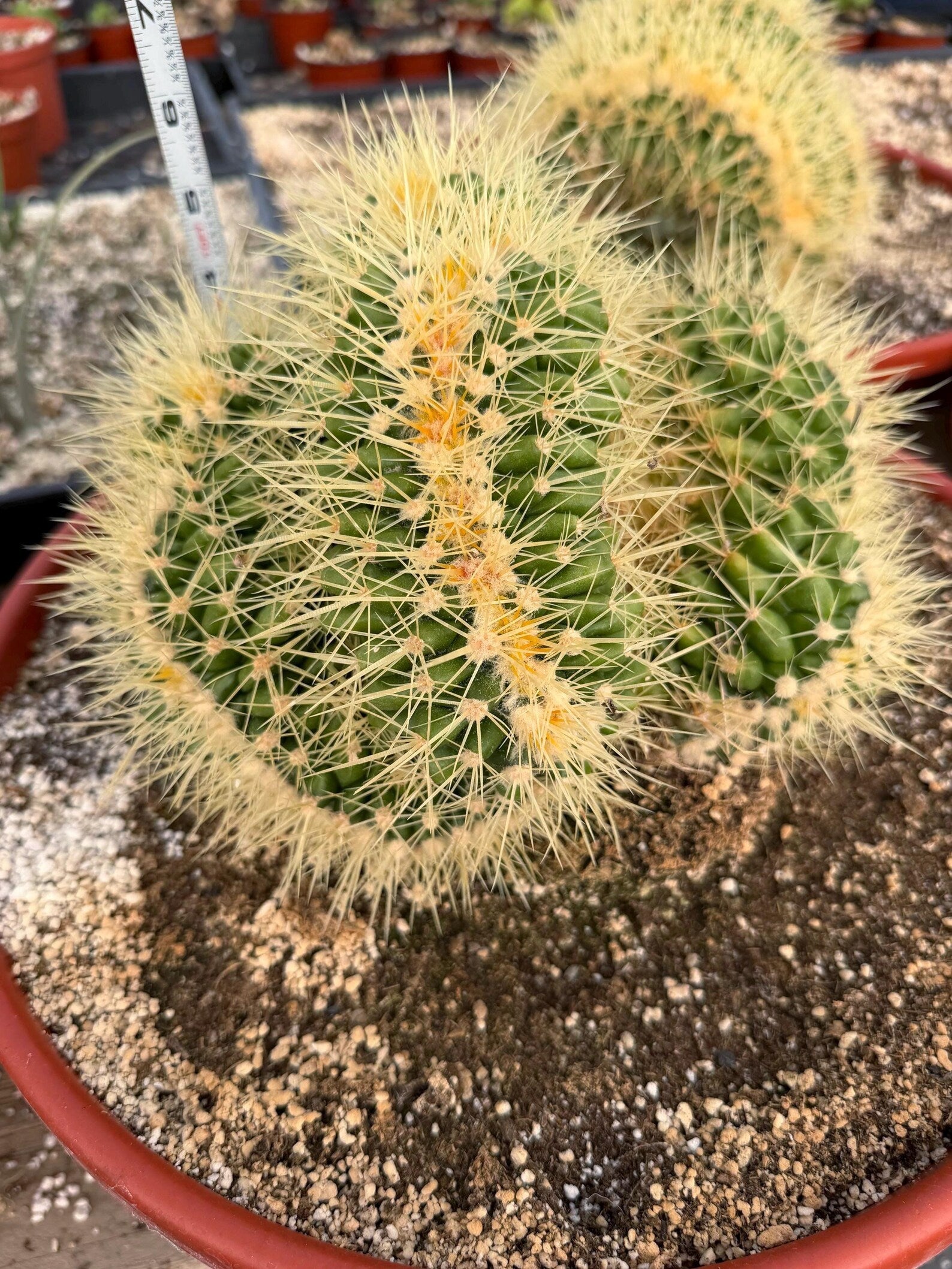 Crested Golden Barrel Cactus, Rare Cactus | Large Plant