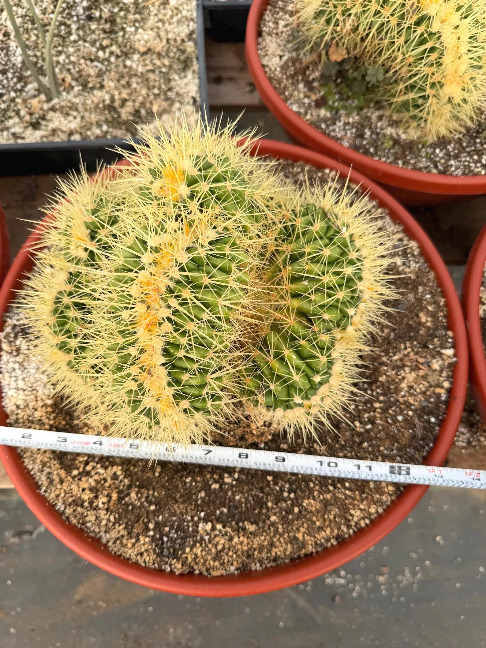 Crested Golden Barrel Cactus, Rare Cactus | Large Plant