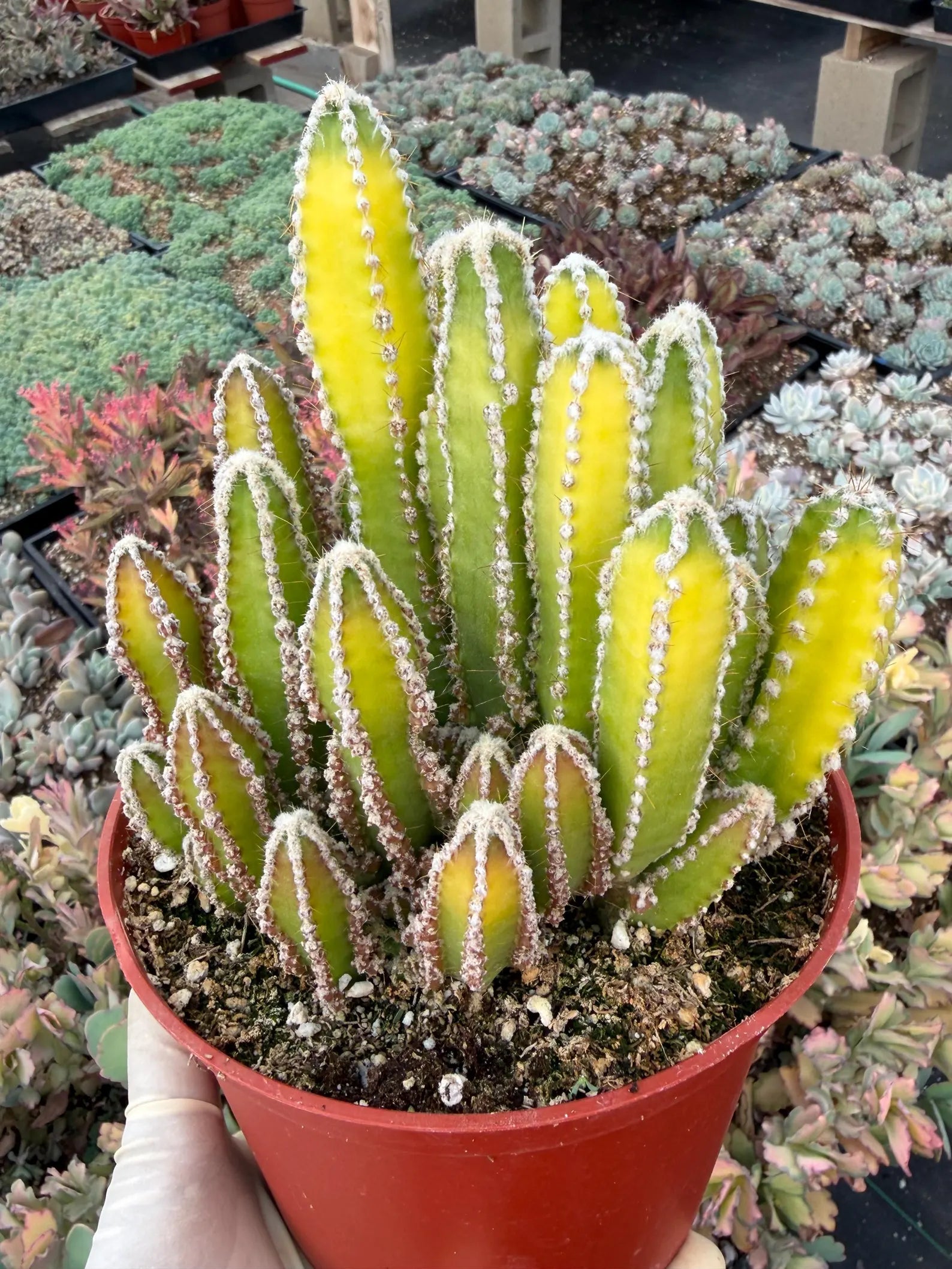 Sun-Stressed Fairy Castle Cactus | Live Cactus Plant | Rare Collector Succulent