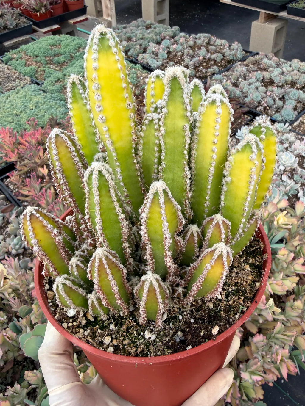 Sun-Stressed Fairy Castle Cactus | Live Cactus Plant | Rare Collector Succulent