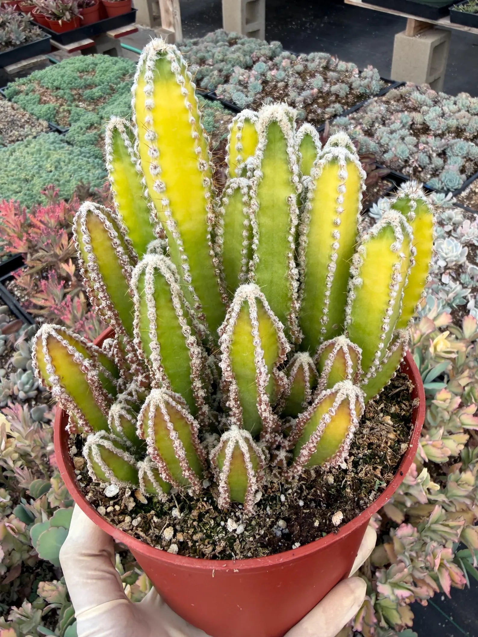 Sun-Stressed Fairy Castle Cactus | Live Cactus Plant | Rare Collector Succulent