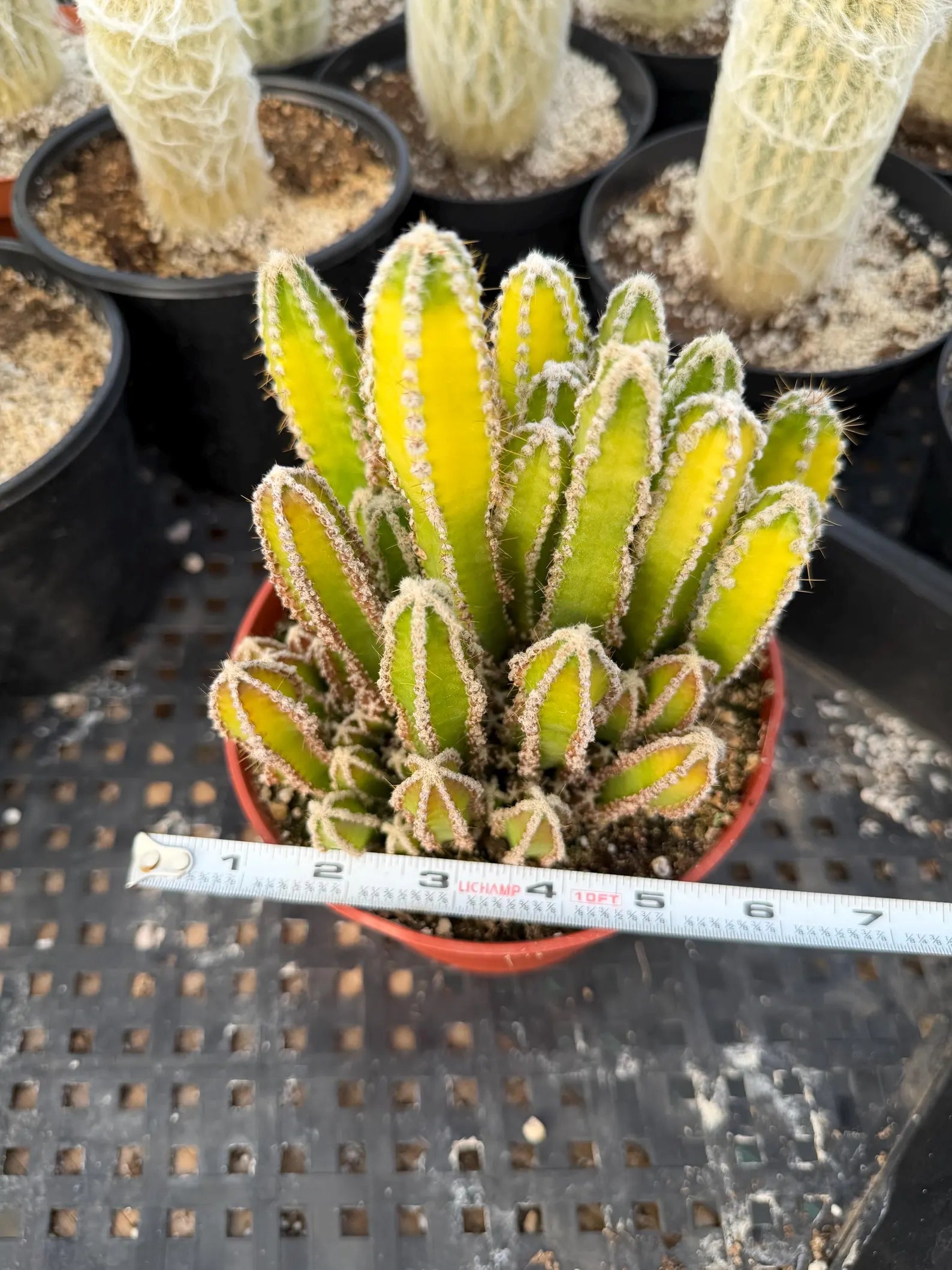 Sun-Stressed Fairy Castle Cactus | Live Cactus Plant | Rare Collector Succulent