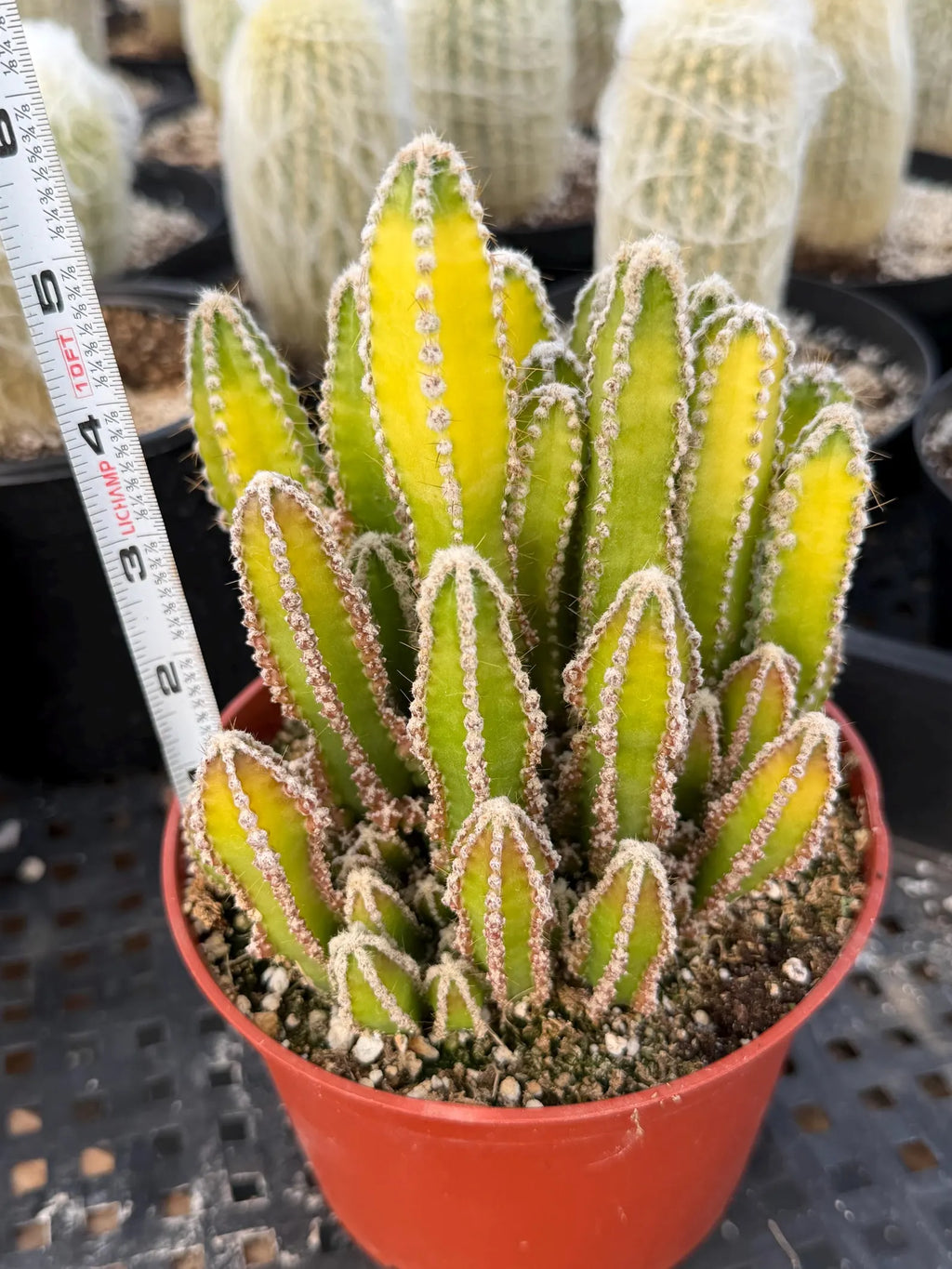 Sun-Stressed Fairy Castle Cactus | Live Cactus Plant | Rare Collector Succulent