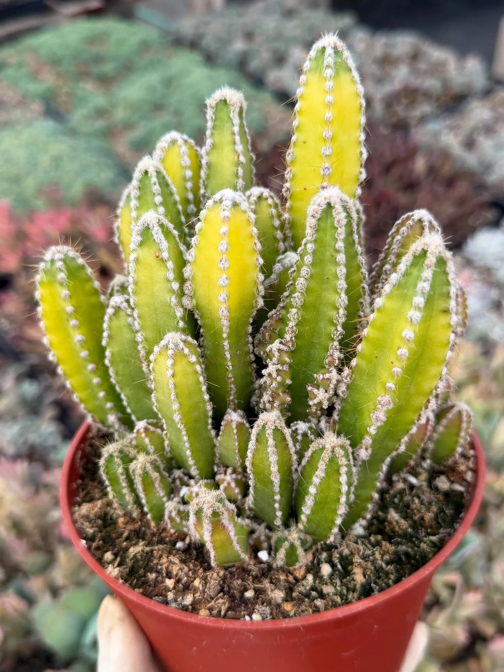 Sun-Stressed Fairy Castle Cactus | Live Cactus Plant | Rare Collector Succulent