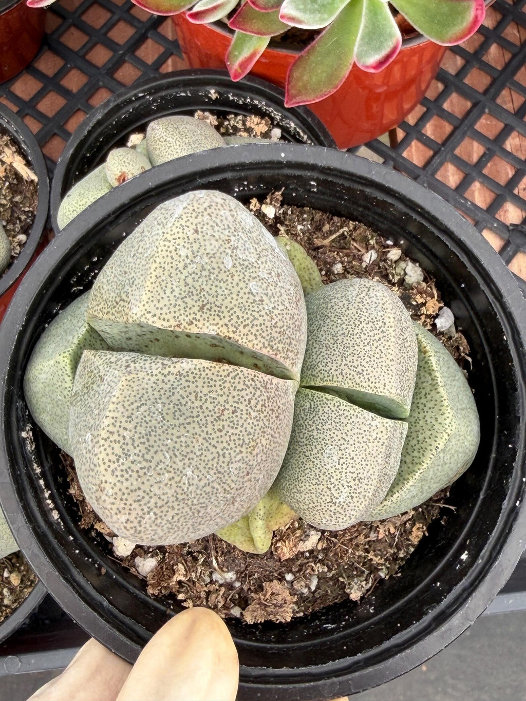 Pleiospilos Nelii Split Rock | Rare Live Succulent Plant | 4-Inch Pot Size