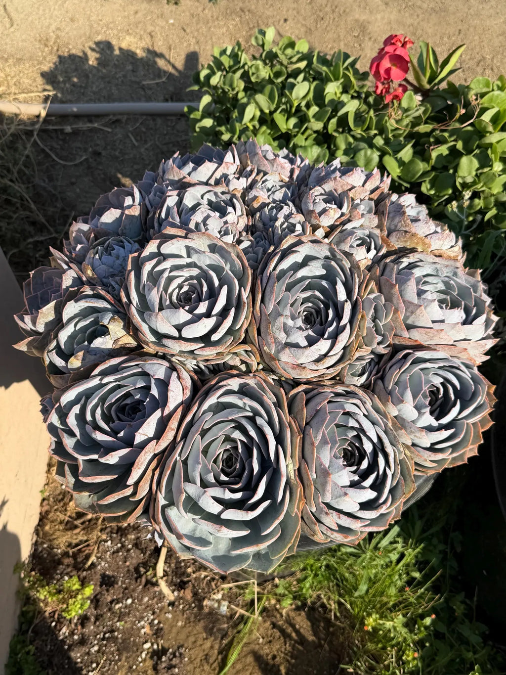 Large Purple Echeveria Cluster