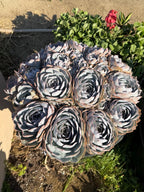 Large Purple Echeveria Cluster