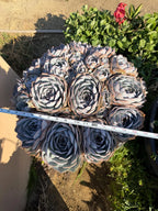 Large Purple Echeveria Cluster