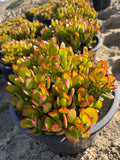 Crassula Ovata Jade Tree Live Succulent – Bonsai Money Plant (5 Gallon)