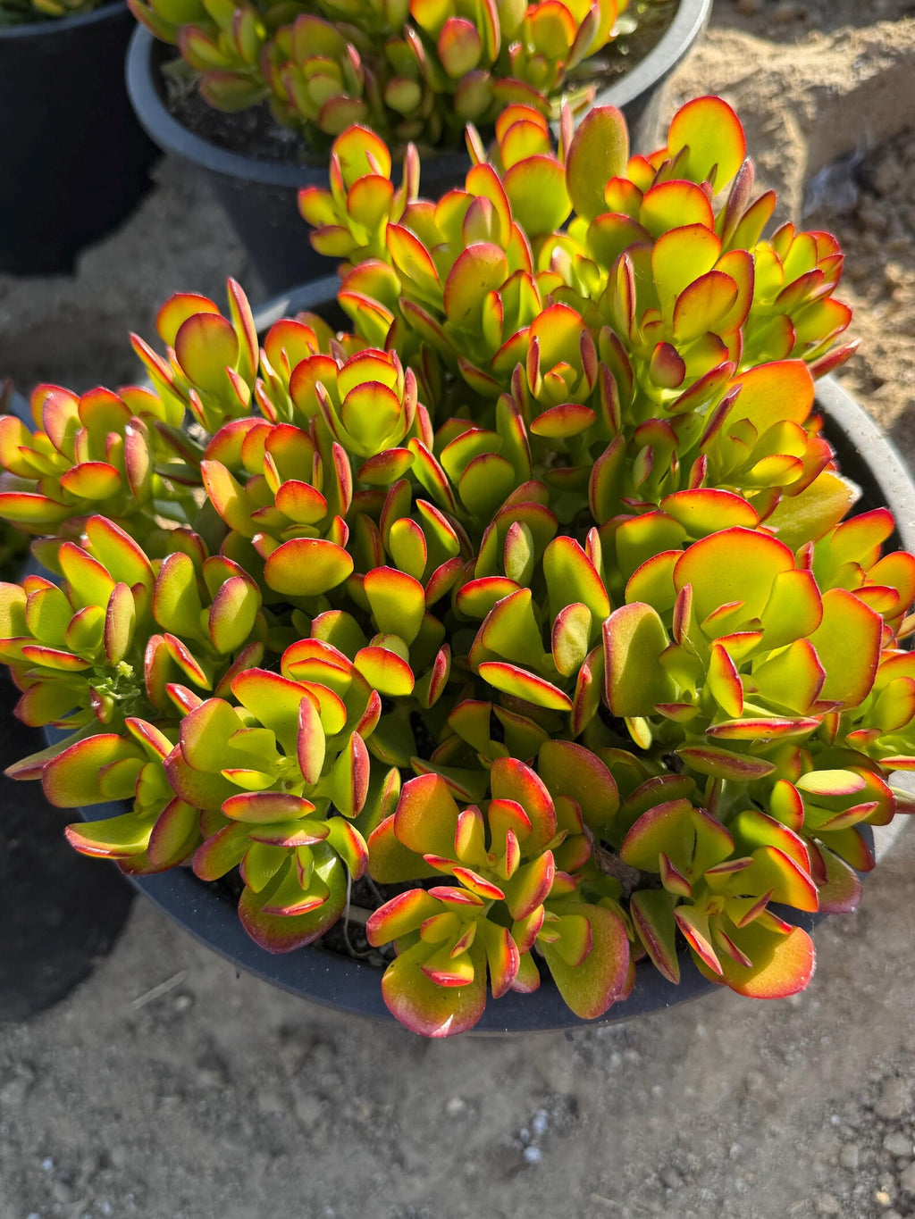 Crassula Ovata Jade Tree Live Succulent – Bonsai Money Plant (5 Gallon)