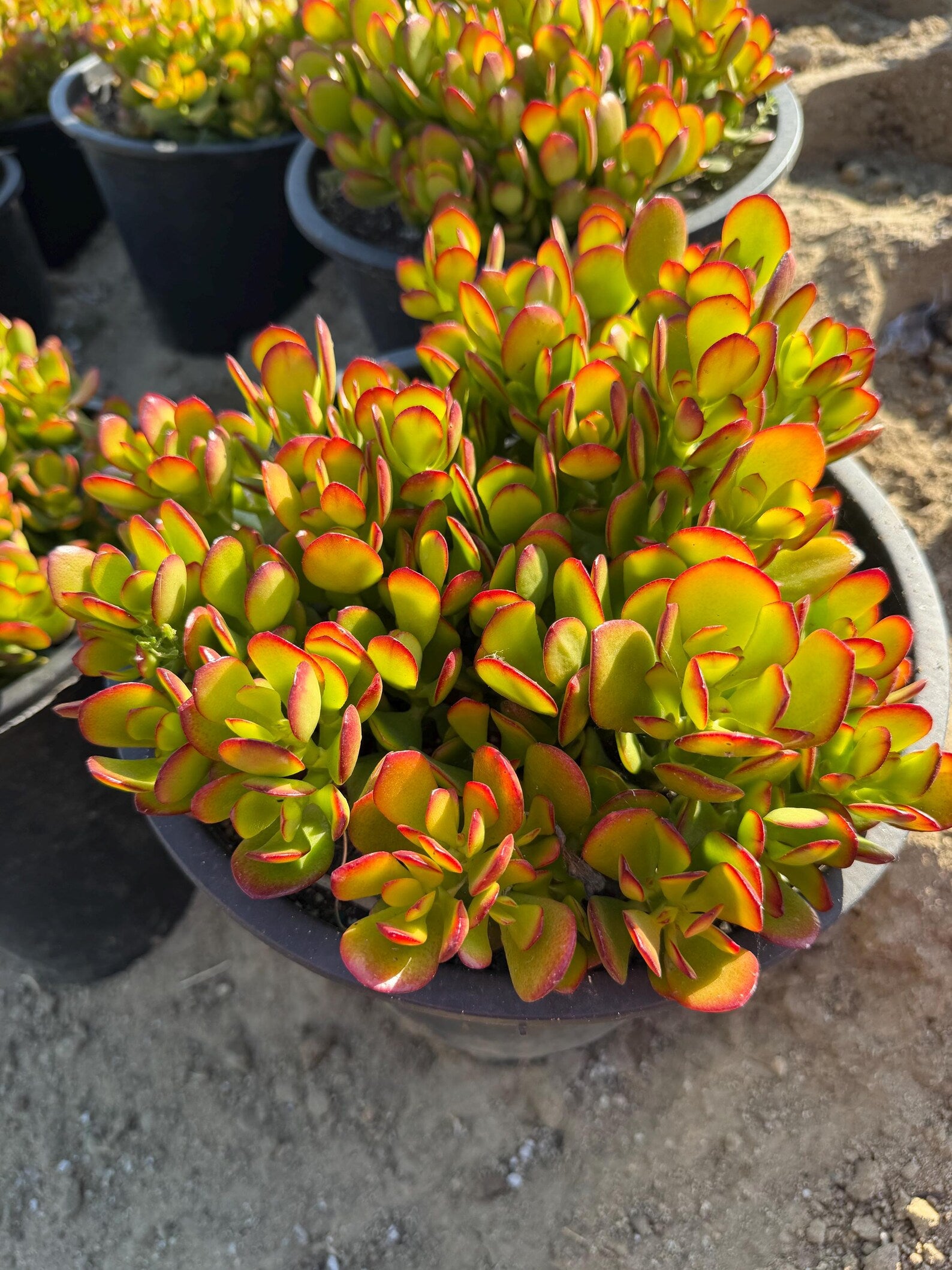 Crassula Ovata Jade Tree Live Succulent – Bonsai Money Plant (5 Gallon)