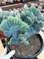 Crested Blue Myrtle Cactus | Easy Care Plant Lover Gift #867