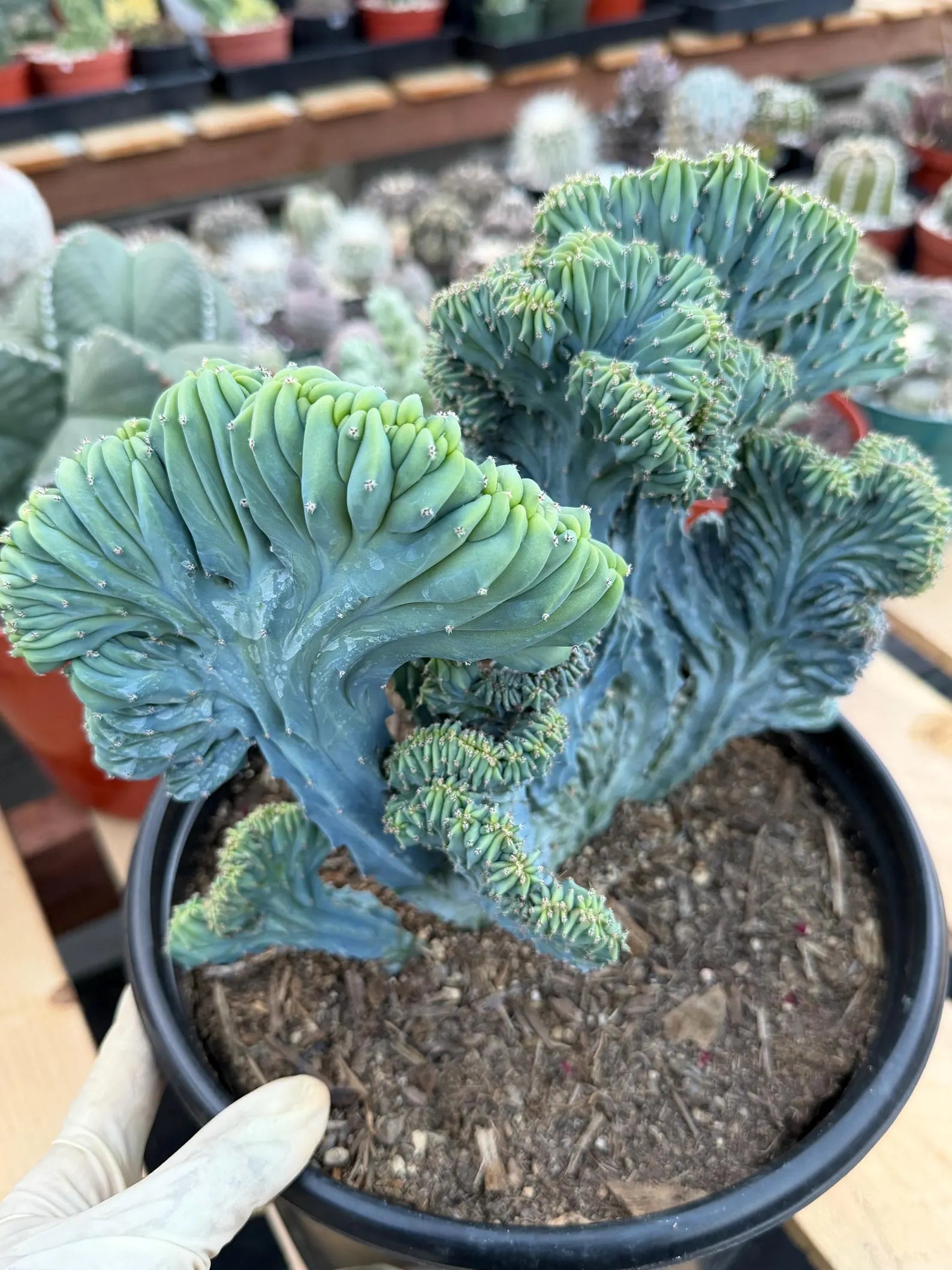 Crested Blue Myrtle Cactus | Easy Care Plant Lover Gift #867