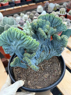 Crested Blue Myrtle Cactus | Easy Care Plant Lover Gift #867