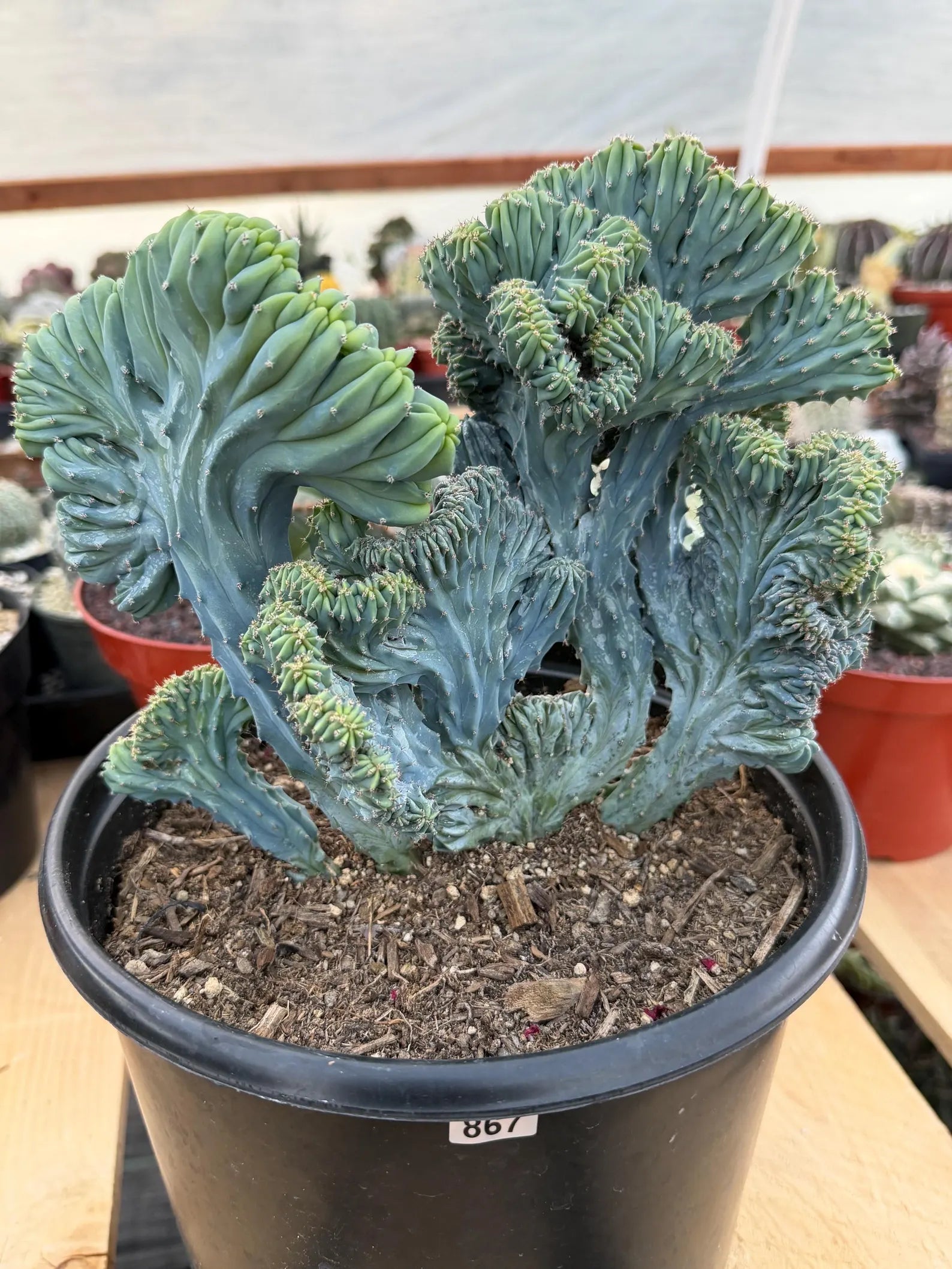 Crested Blue Myrtle Cactus | Easy Care Plant Lover Gift #867