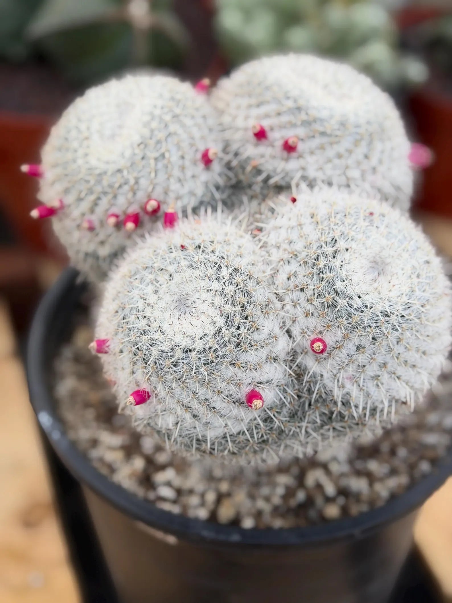 Mammillaria Owl Eyes | Rare Live Collector Cactus #882