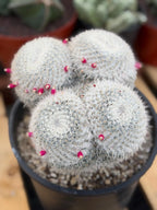 Mammillaria Owl Eyes | Rare Live Collector Cactus #882