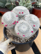 Mammillaria Owl Eyes | Rare Live Collector Cactus #882