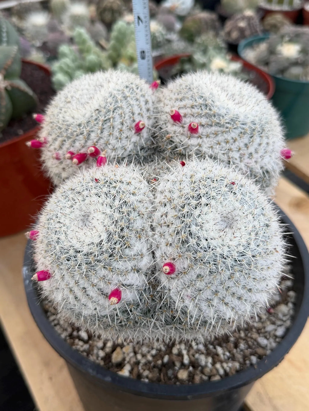 Mammillaria Owl Eyes | Rare Live Collector Cactus #882