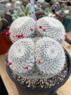 Mammillaria Owl Eyes | Rare Live Collector Cactus #882