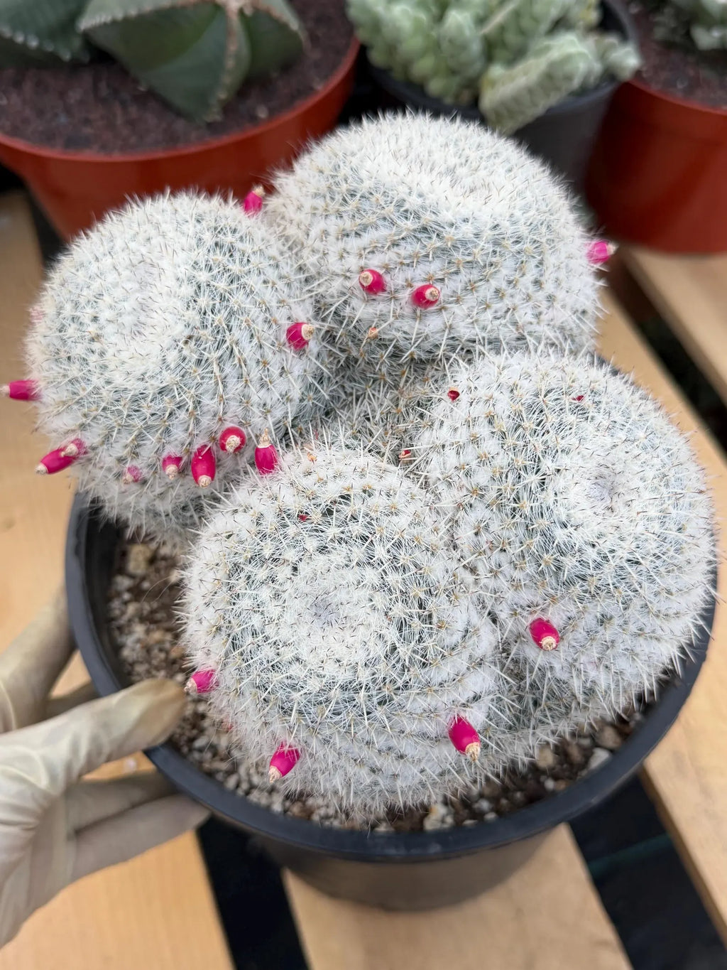 Mammillaria Owl Eyes | Rare Live Collector Cactus #882