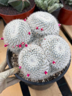 Mammillaria Owl Eyes | Rare Live Collector Cactus #882